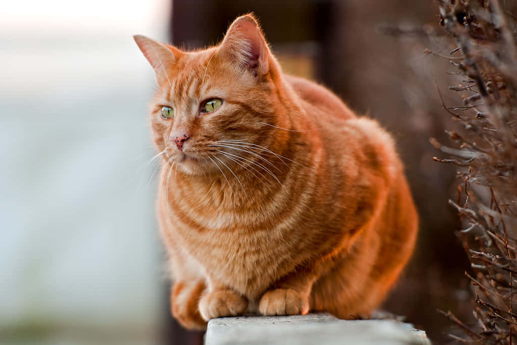 Gentle Ginger Cat Picture