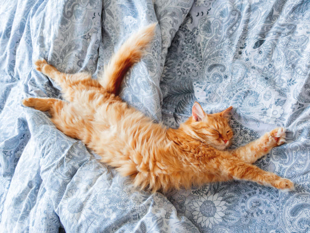 Avslappnadbild På En Röd Katt. (relaxed Picture Of A Ginger Cat.)