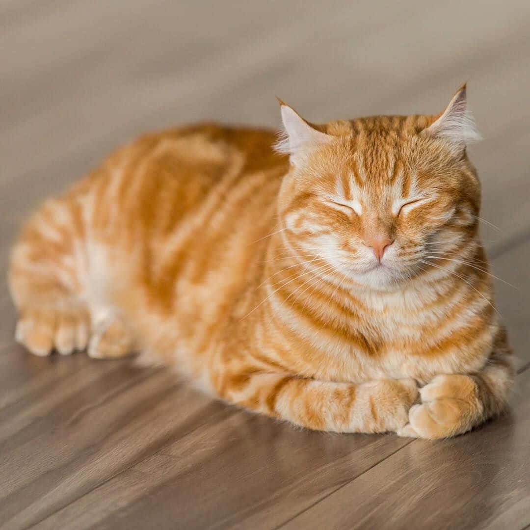 Lovely Ginger Cat Picture