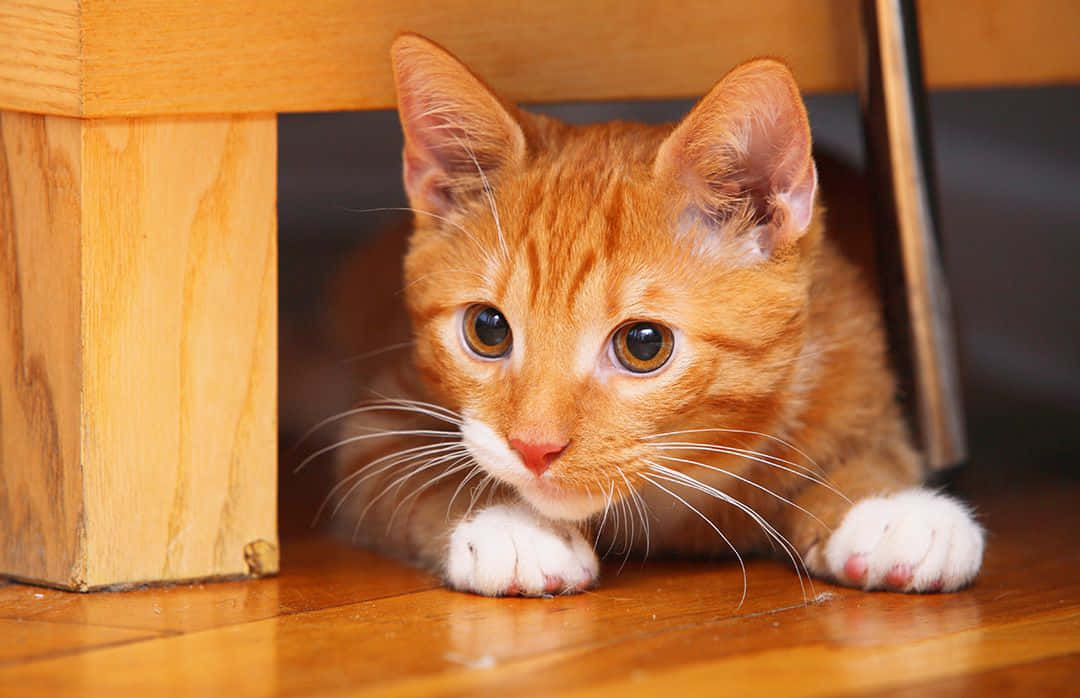 Attractive Ginger Cat Picture