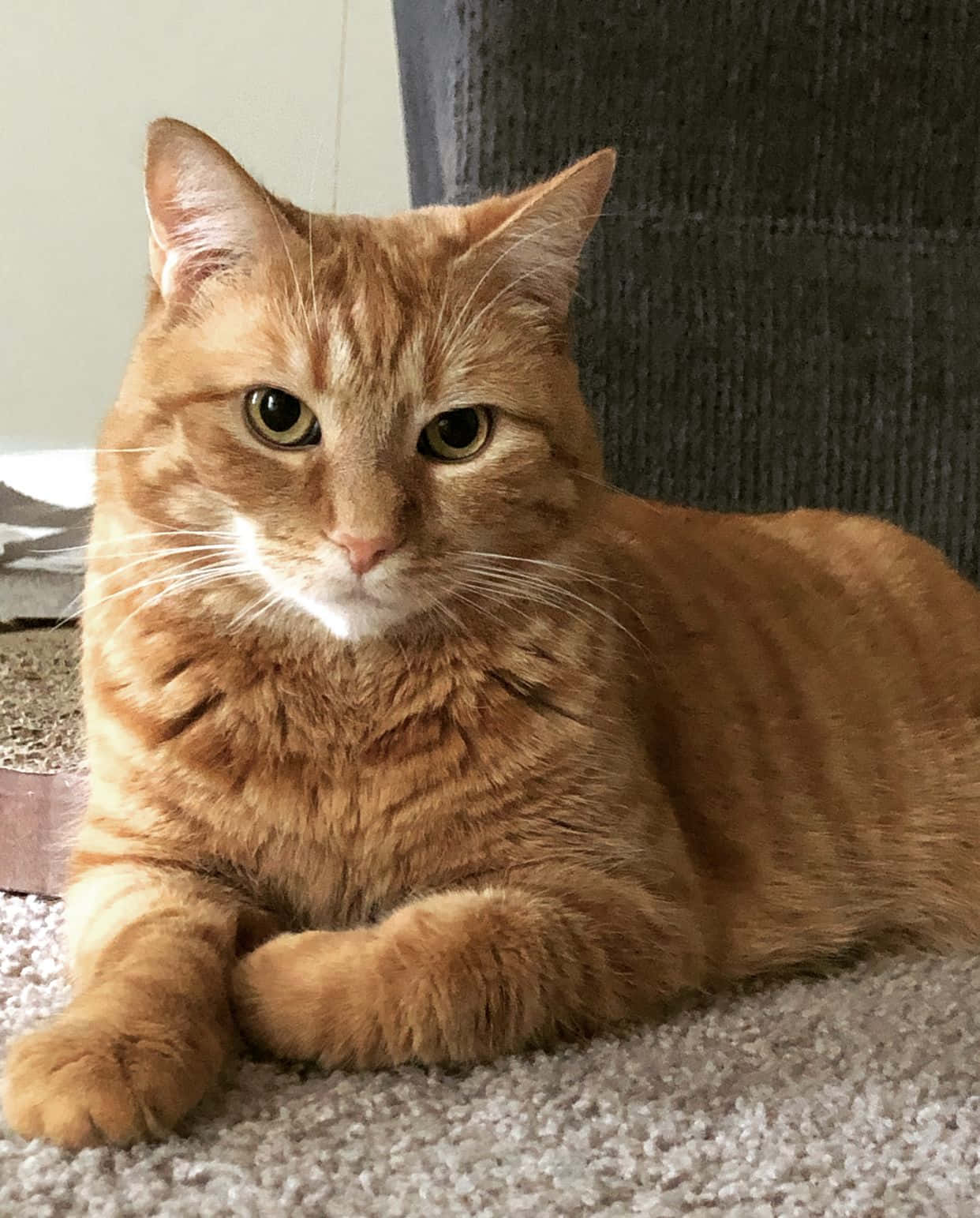 Tabby Ginger Cat Picture
