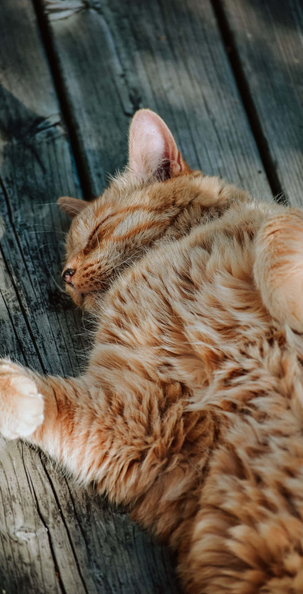 Daring Ginger Cat Picture