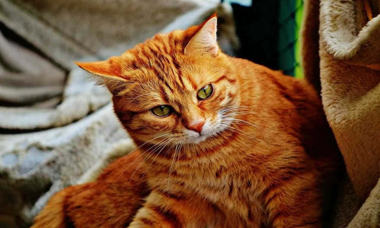 Ginger Cat Elegant Picture