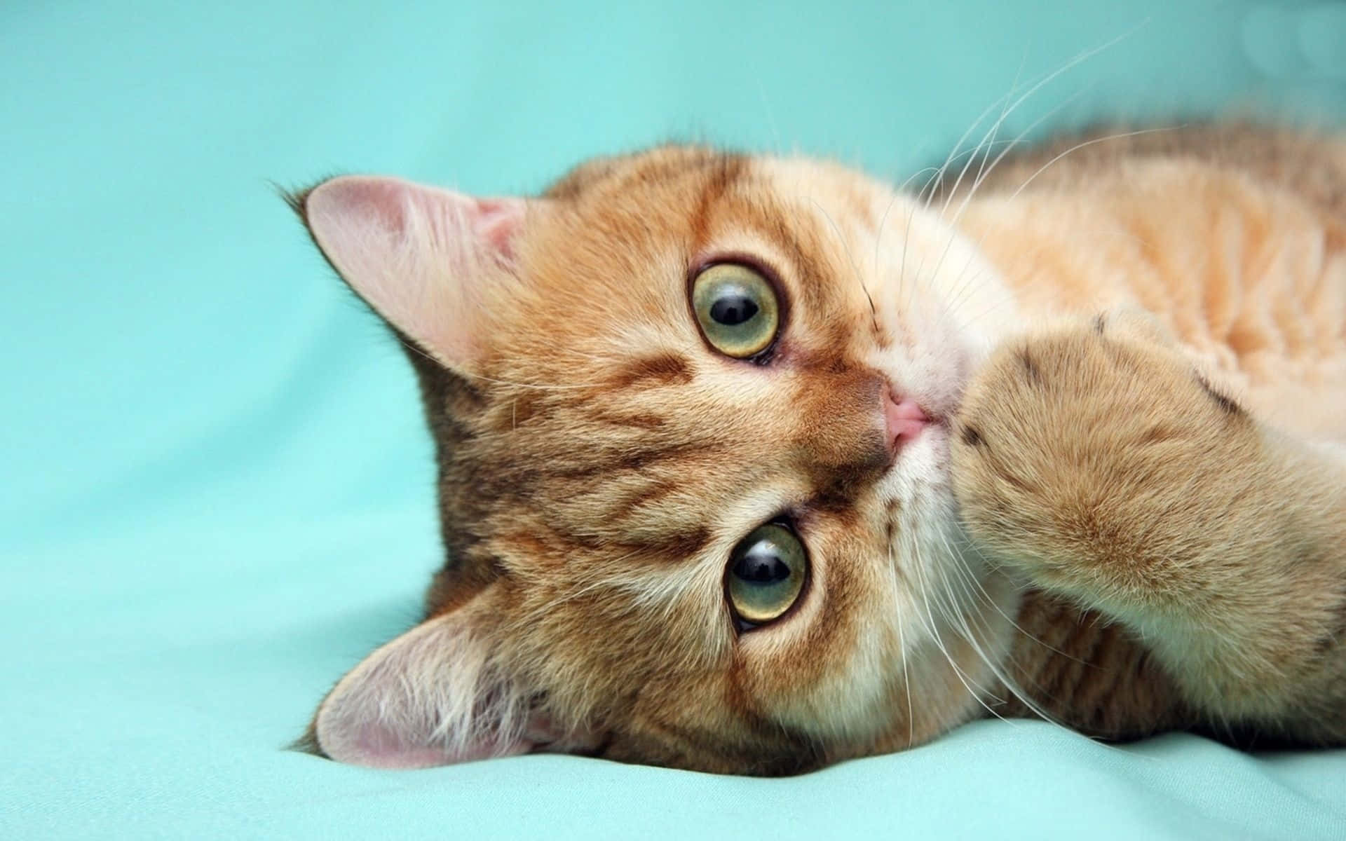 Pretty Ginger Cat Picture