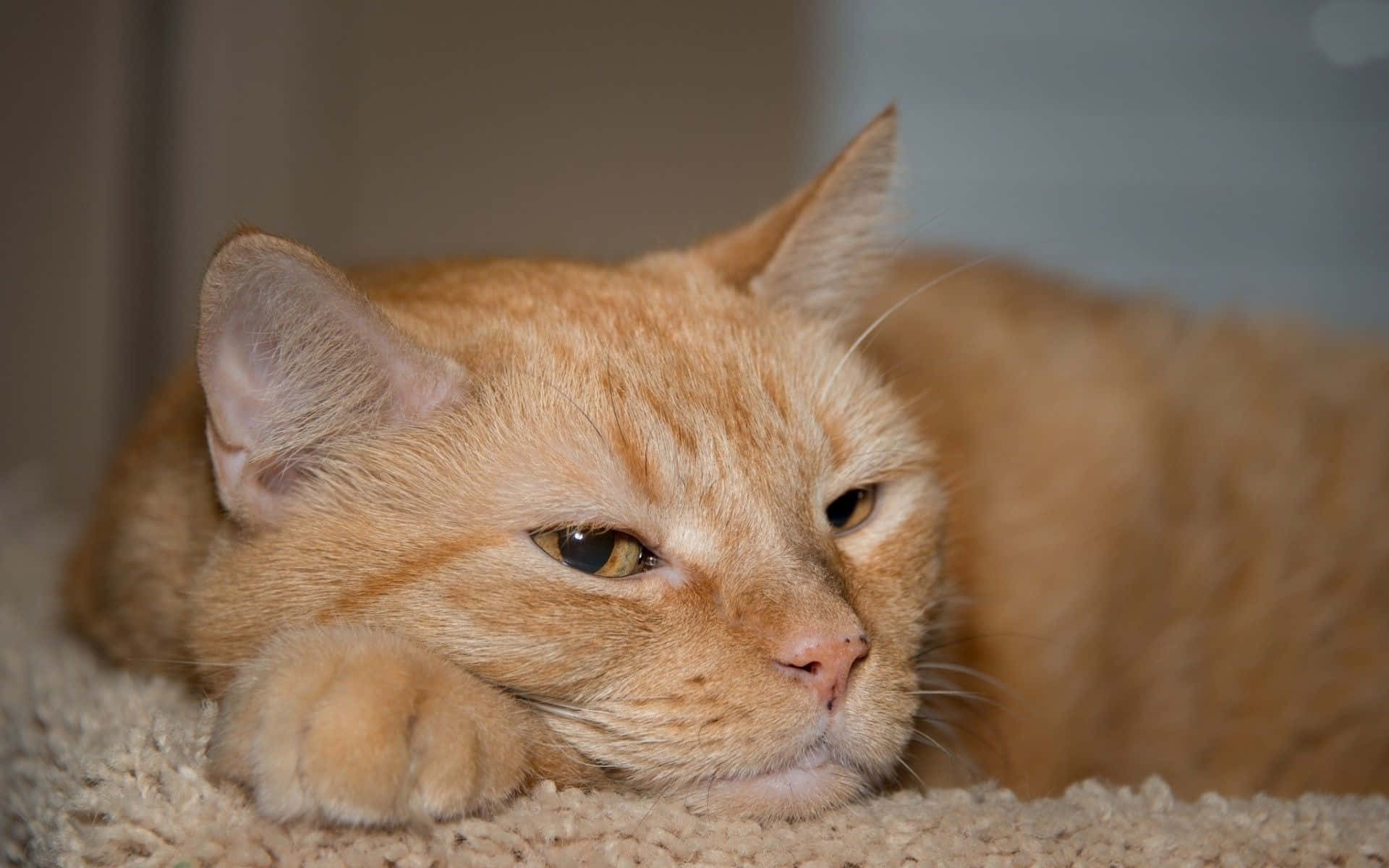 Soft Ginger Cat Picture