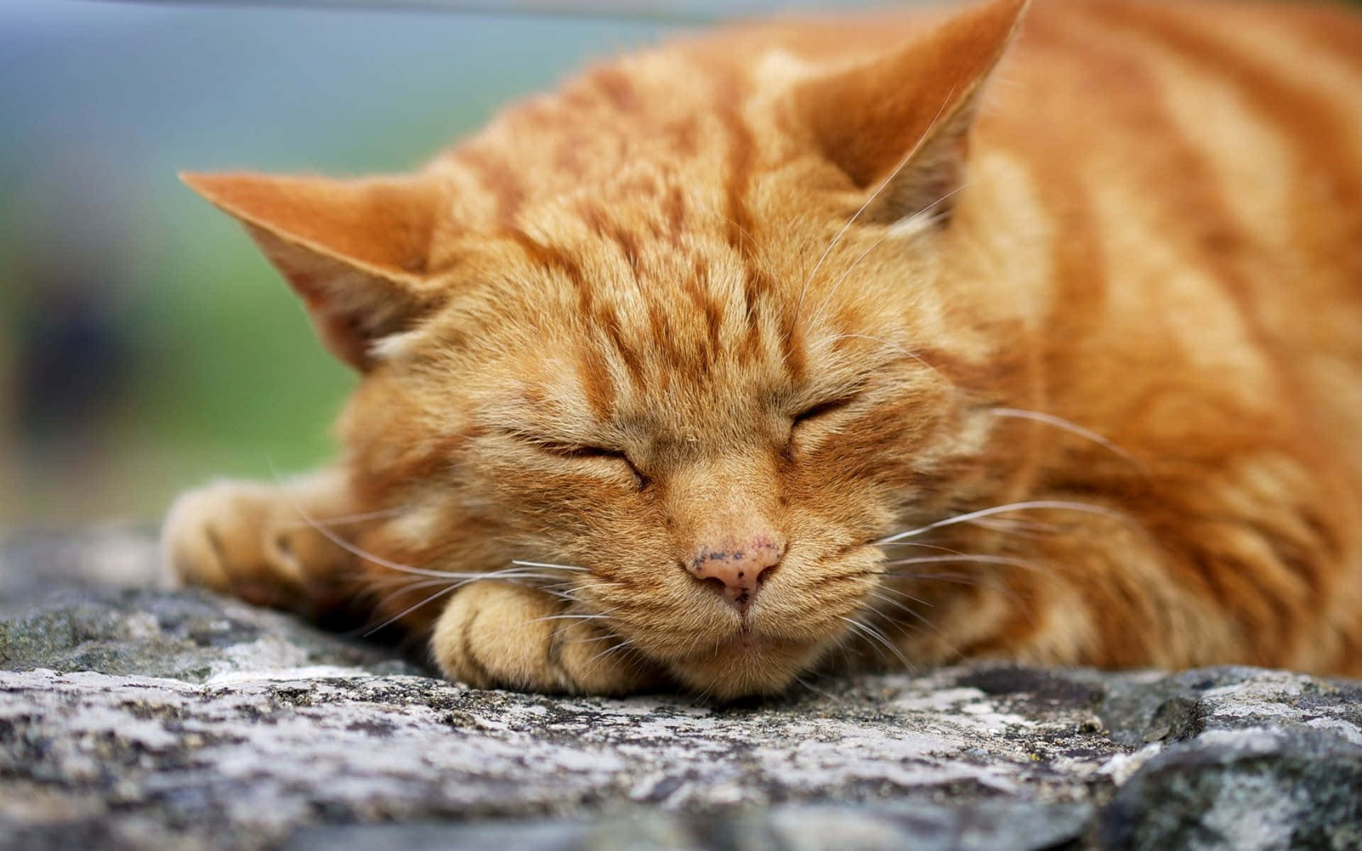 Sleeping Ginger Cat Picture