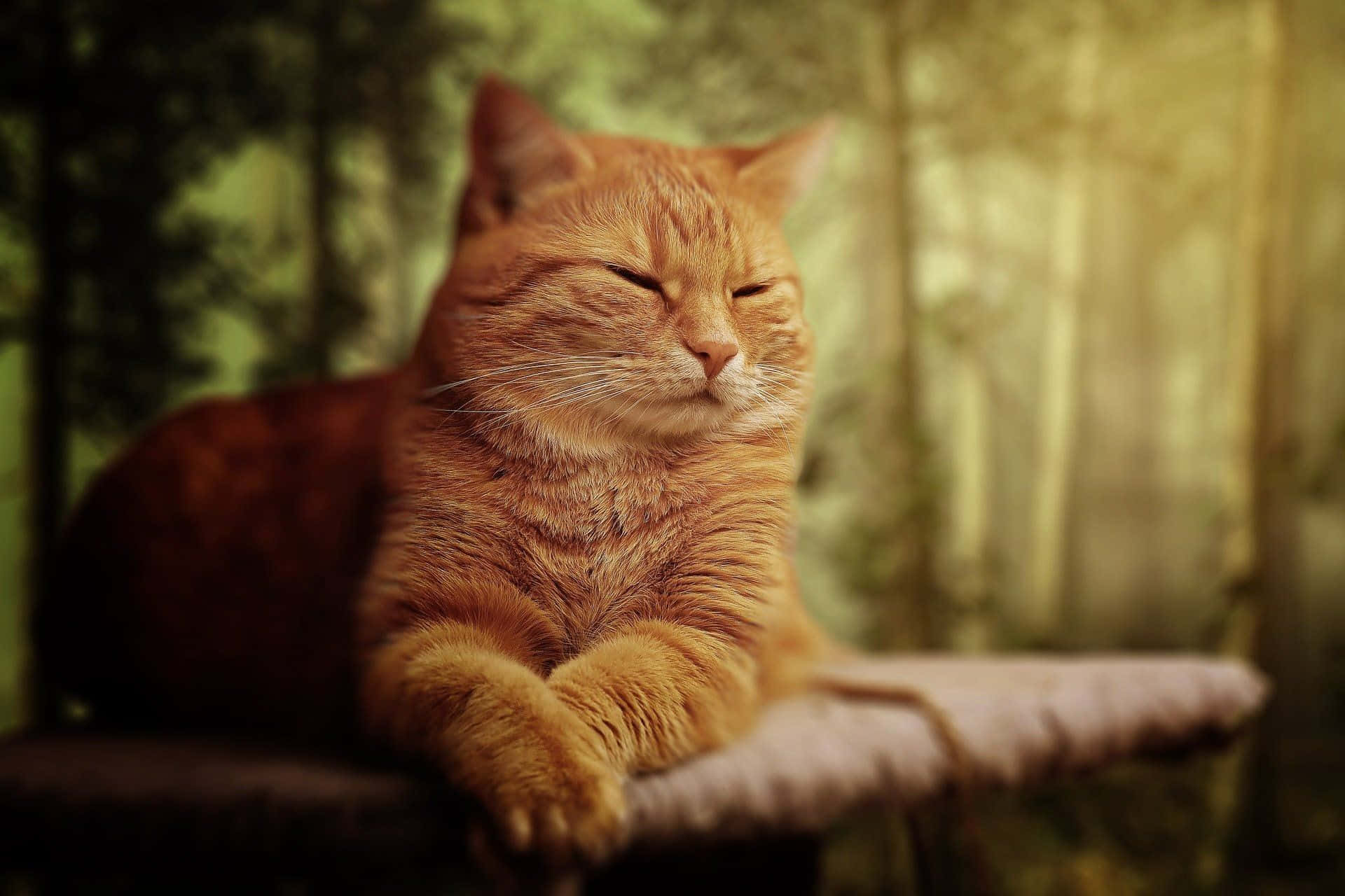 Caption: A Tranquil Ginger Cat Relishing Its Solitude