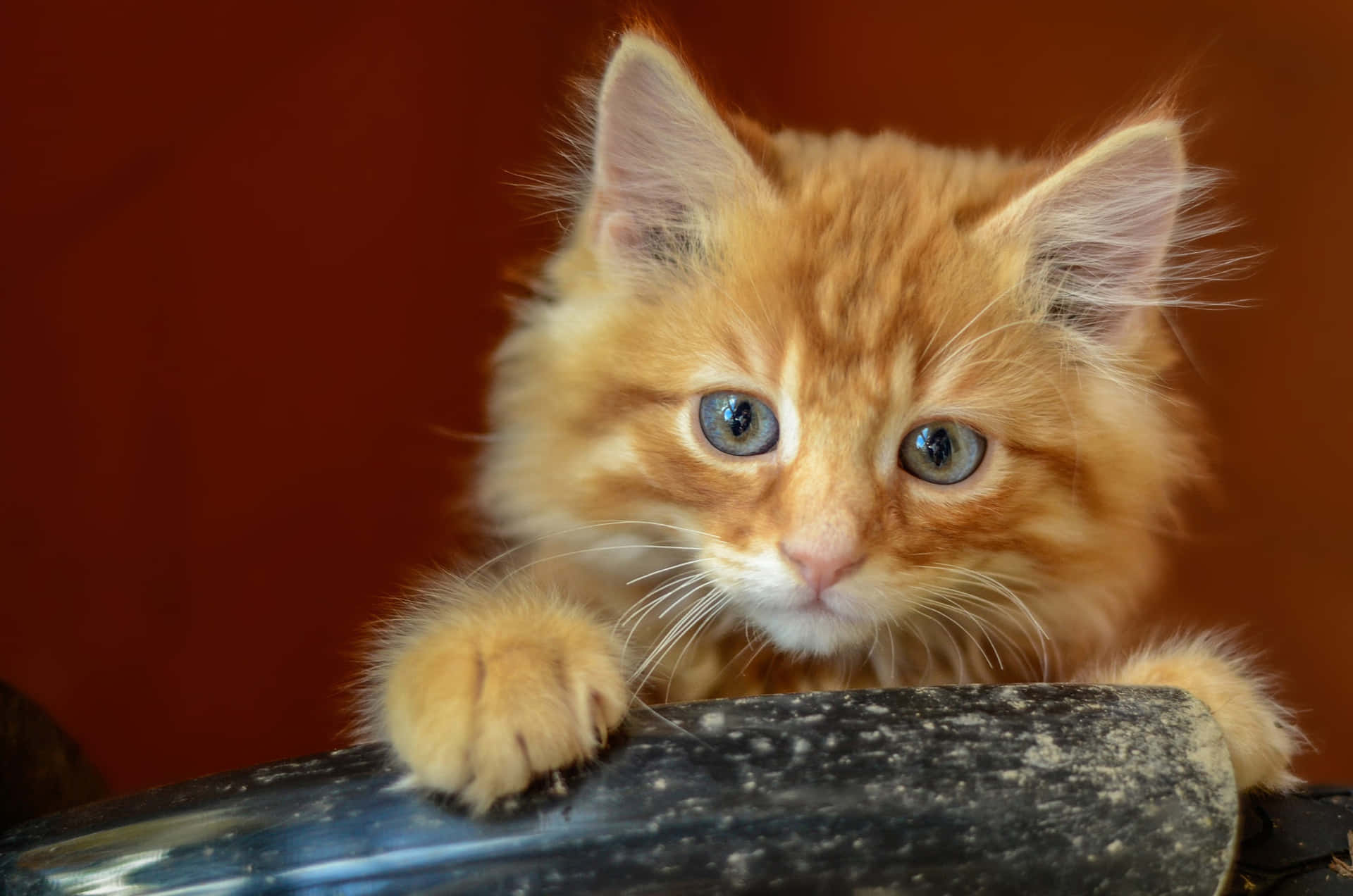 Delicate Ginger Cat Picture