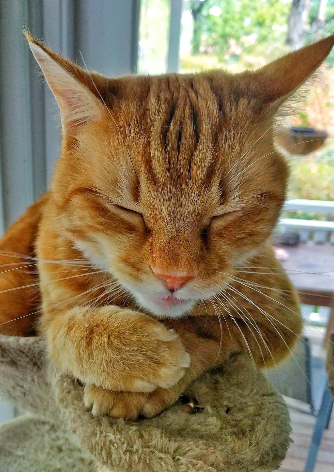 Beautiful Ginger Cat Posing For The Camera
