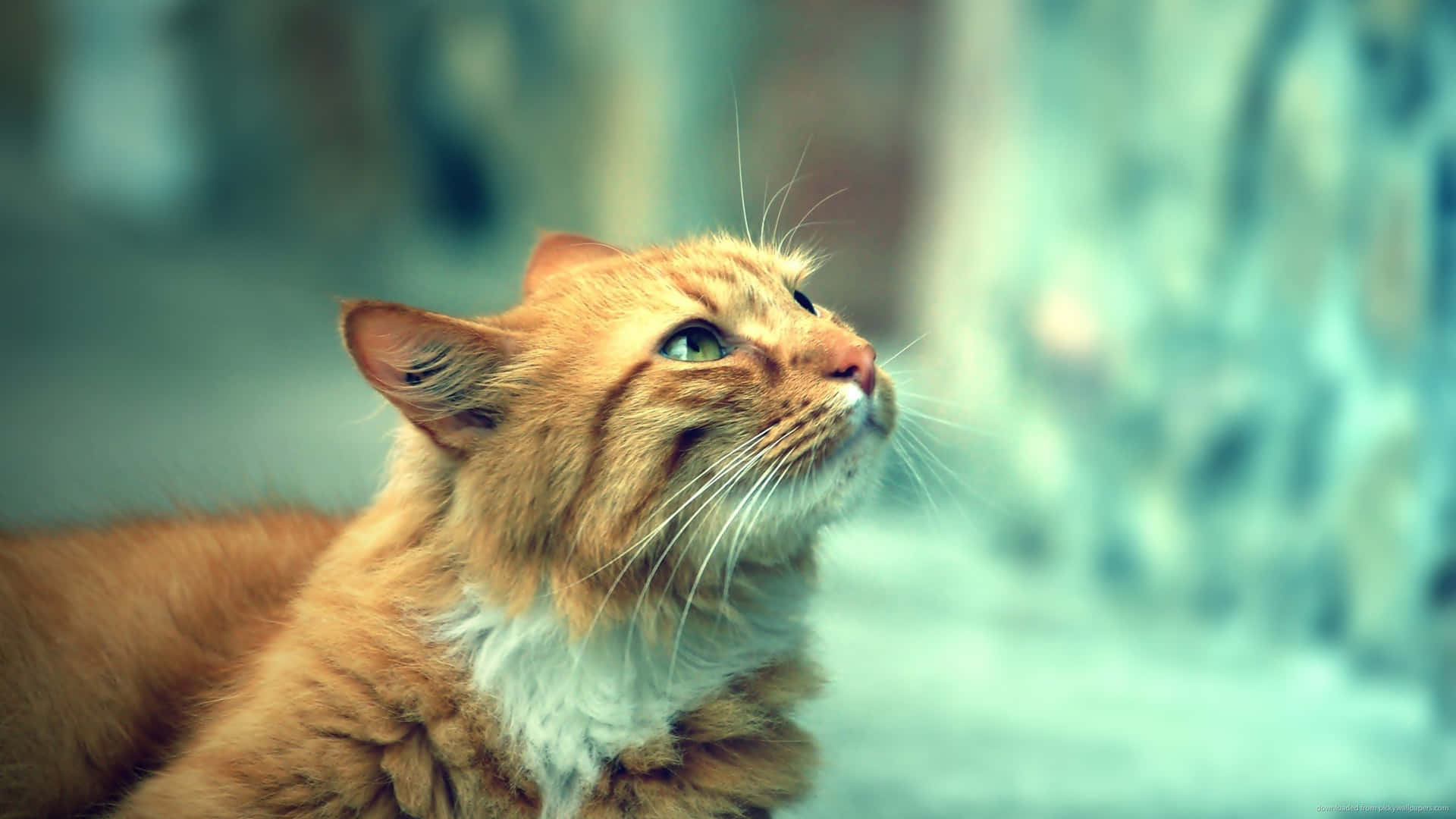 Shy Ginger Cat Picture