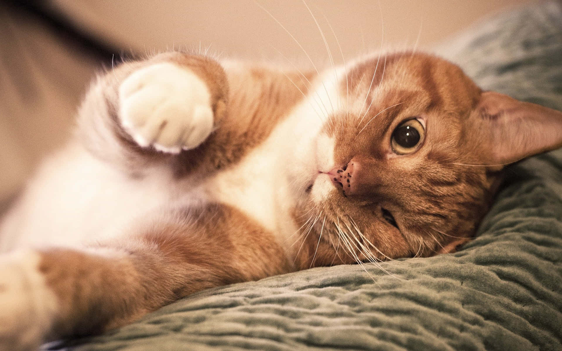 Adorable Orange Tabby Cat Lounging in Comfort
