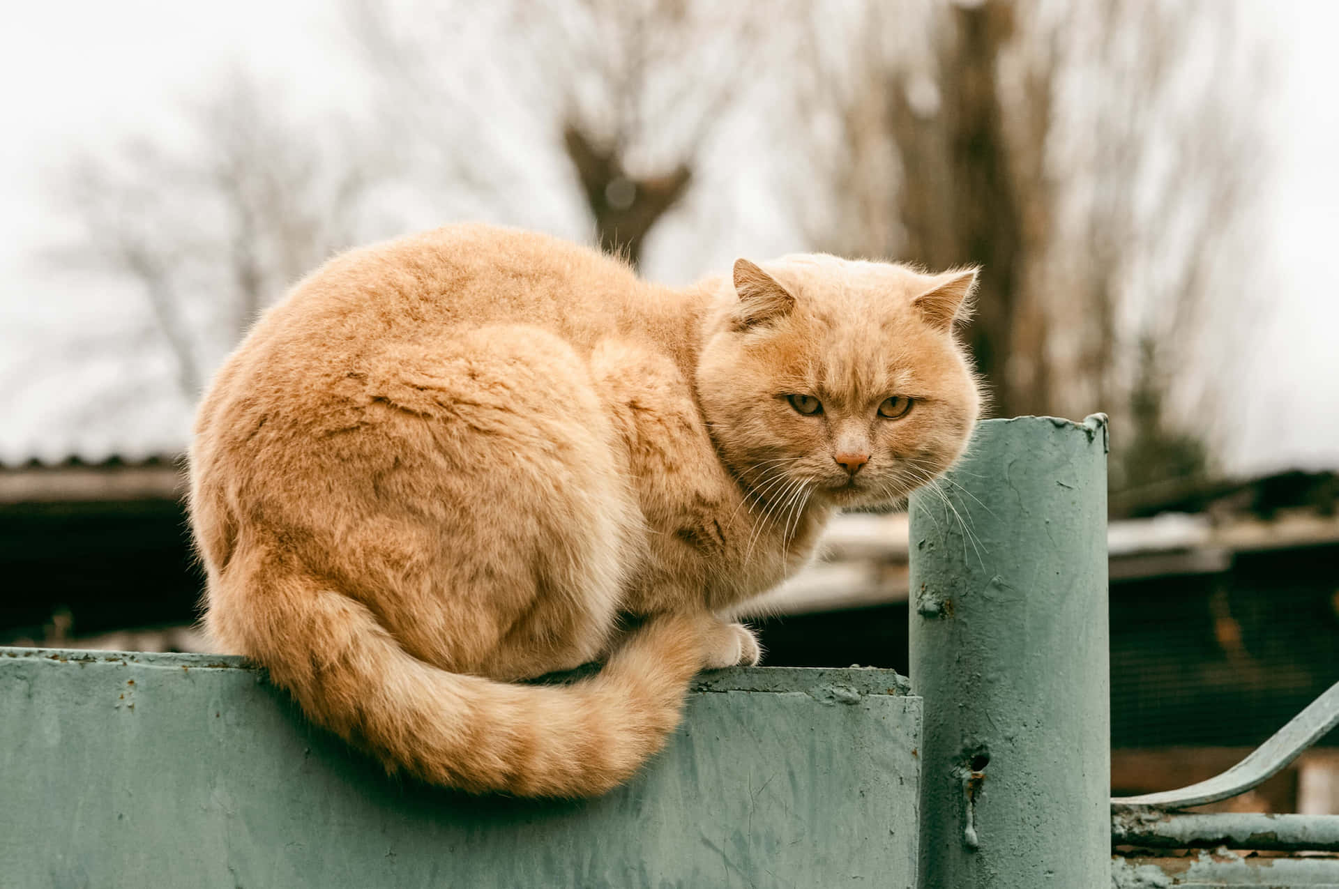 Angry Ginger Cat Picture