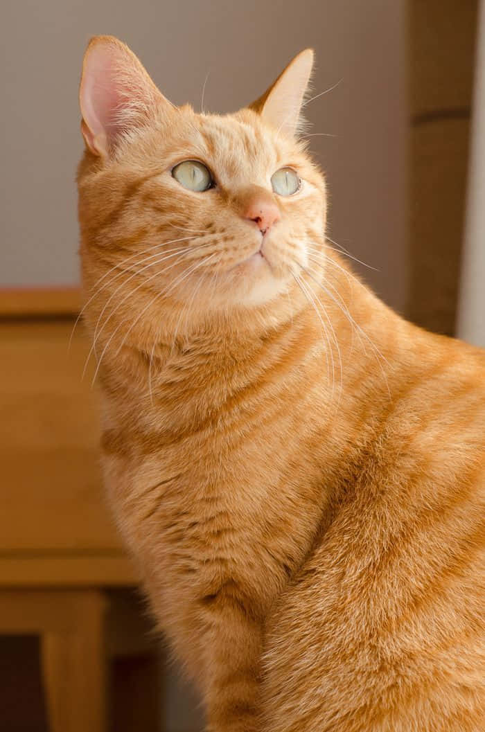 Majestic Ginger Cat Basking in Sunlight