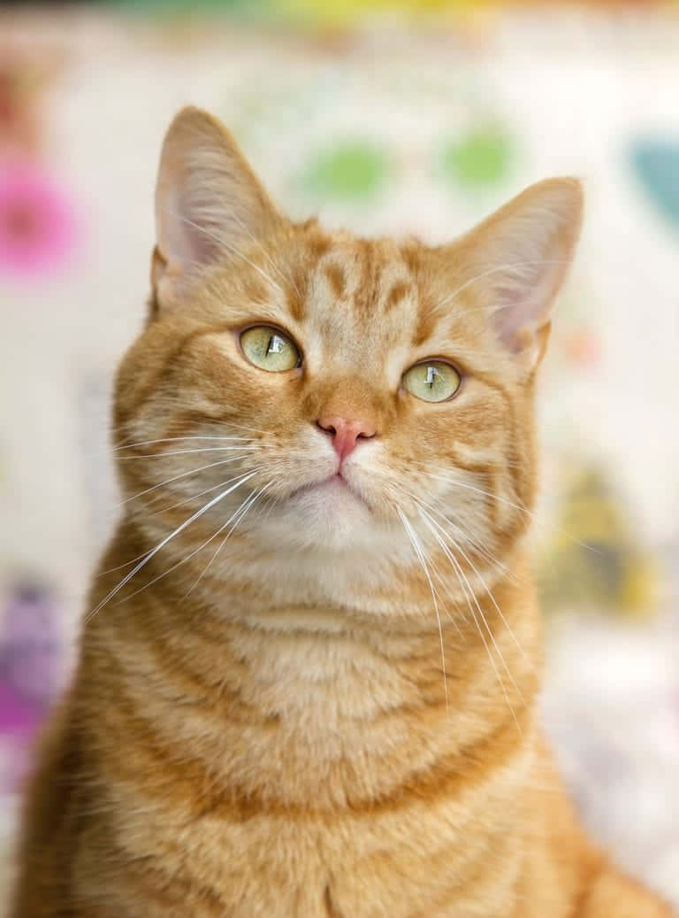 Daydreaming Ginger Cat Picture