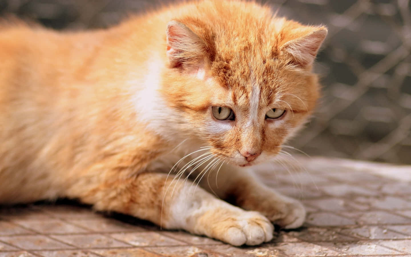 Clean Ginger Cat Picture