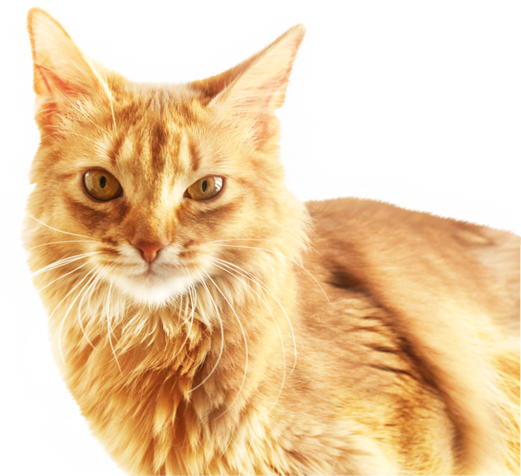 Ginger Cat Portrait PNG