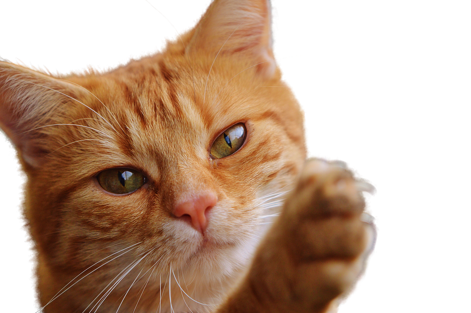 Ginger Cat Raising Paw PNG