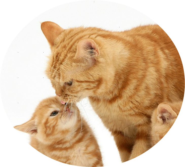 Ginger Catand Kitten Affection PNG