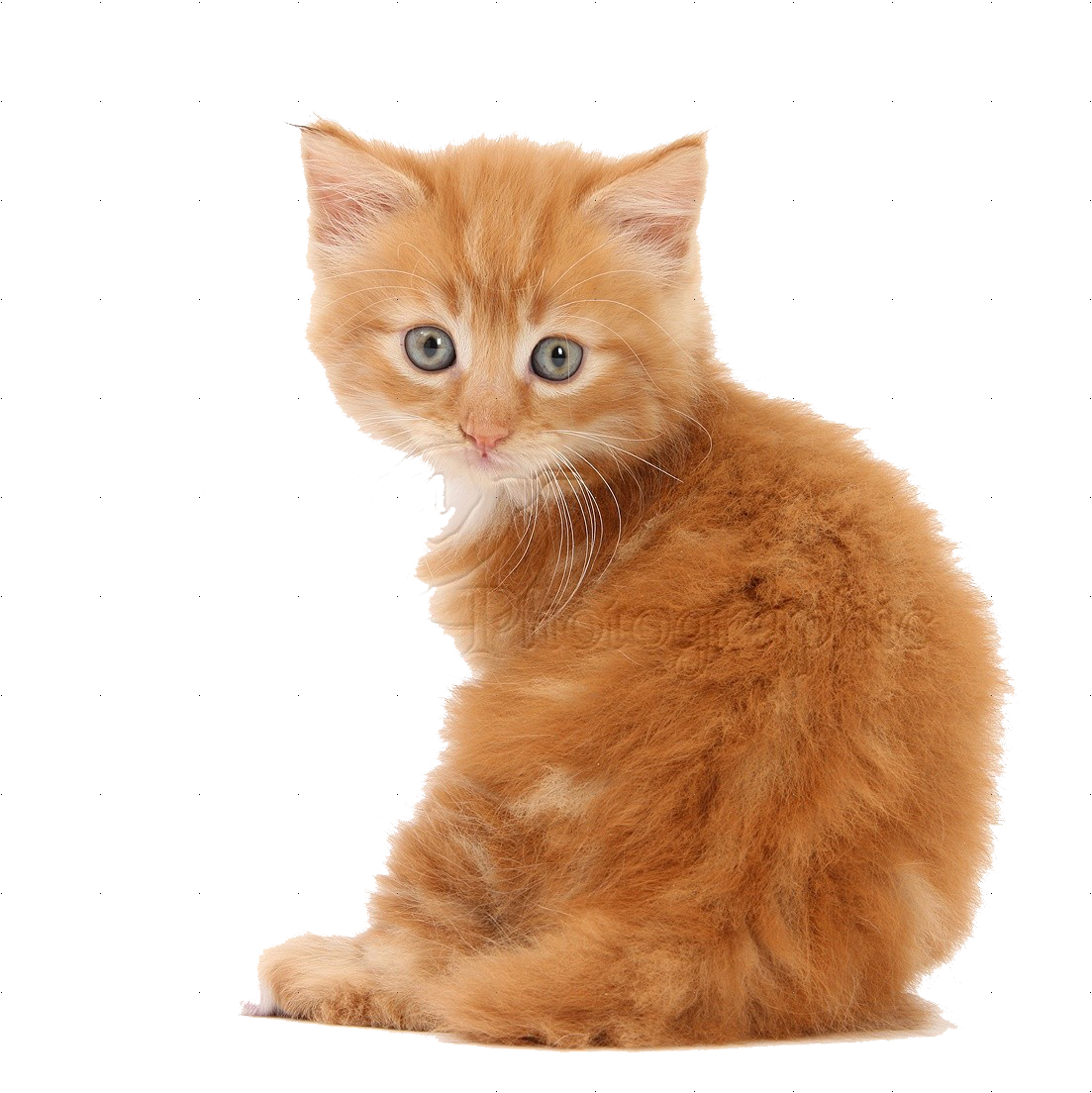 Ginger Kitten Looking Back PNG