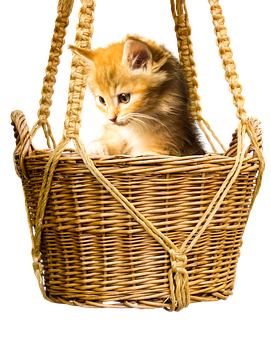 Ginger Kittenin Basket PNG