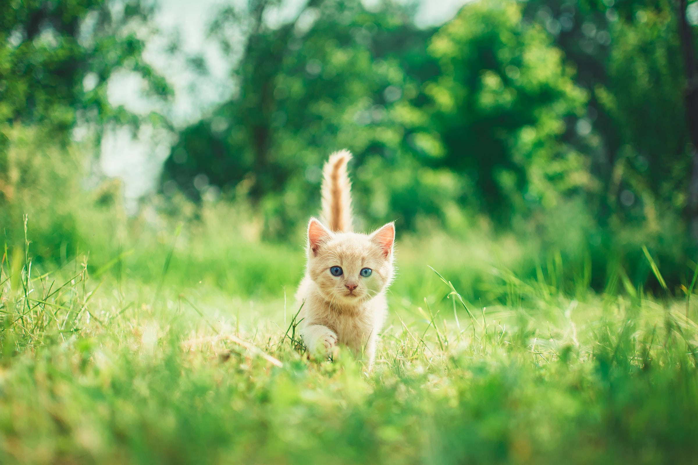Ginger Serrade Petit Cat PFP Wallpaper