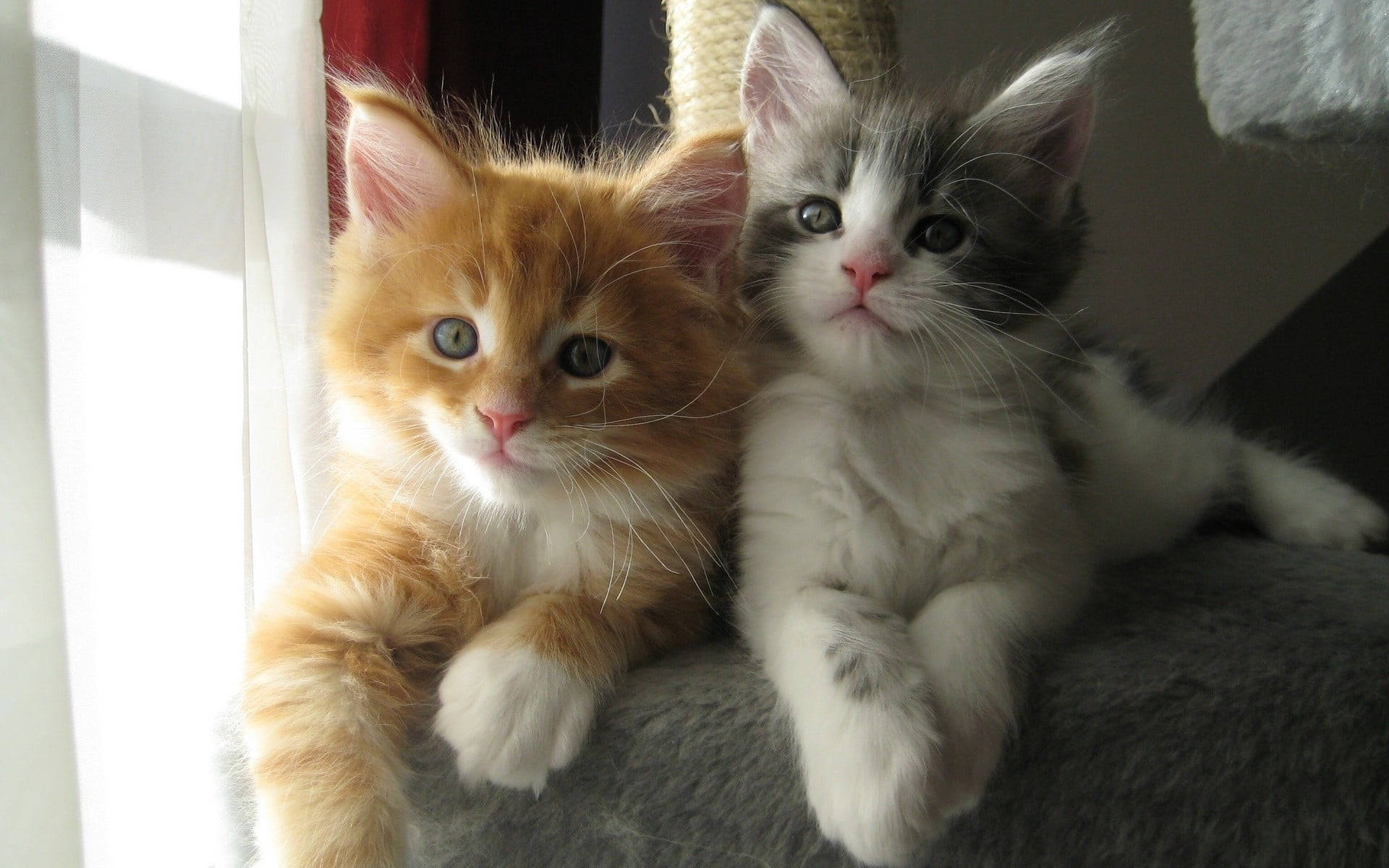 Gingerand Gray Kittens Cuddling Wallpaper