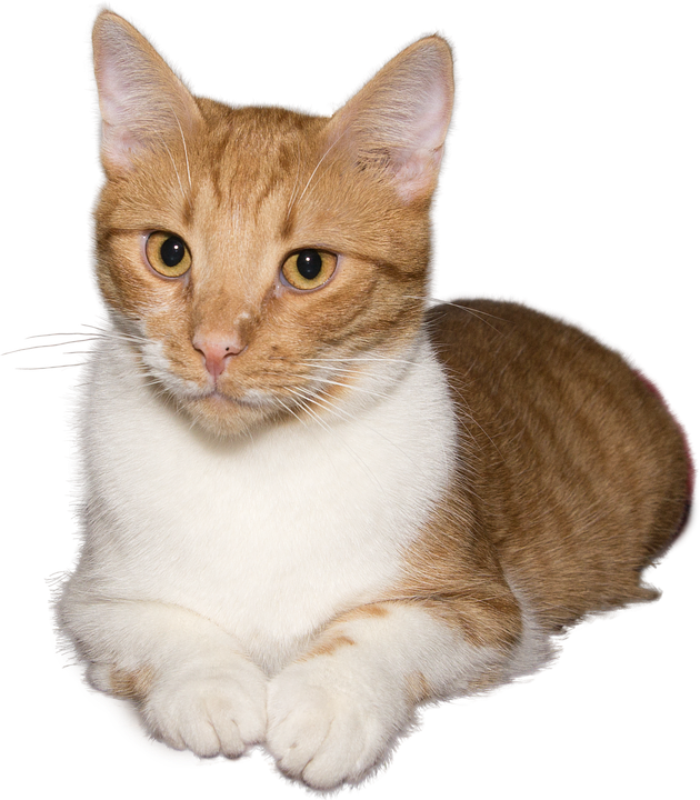 Gingerand White Cat Portrait PNG