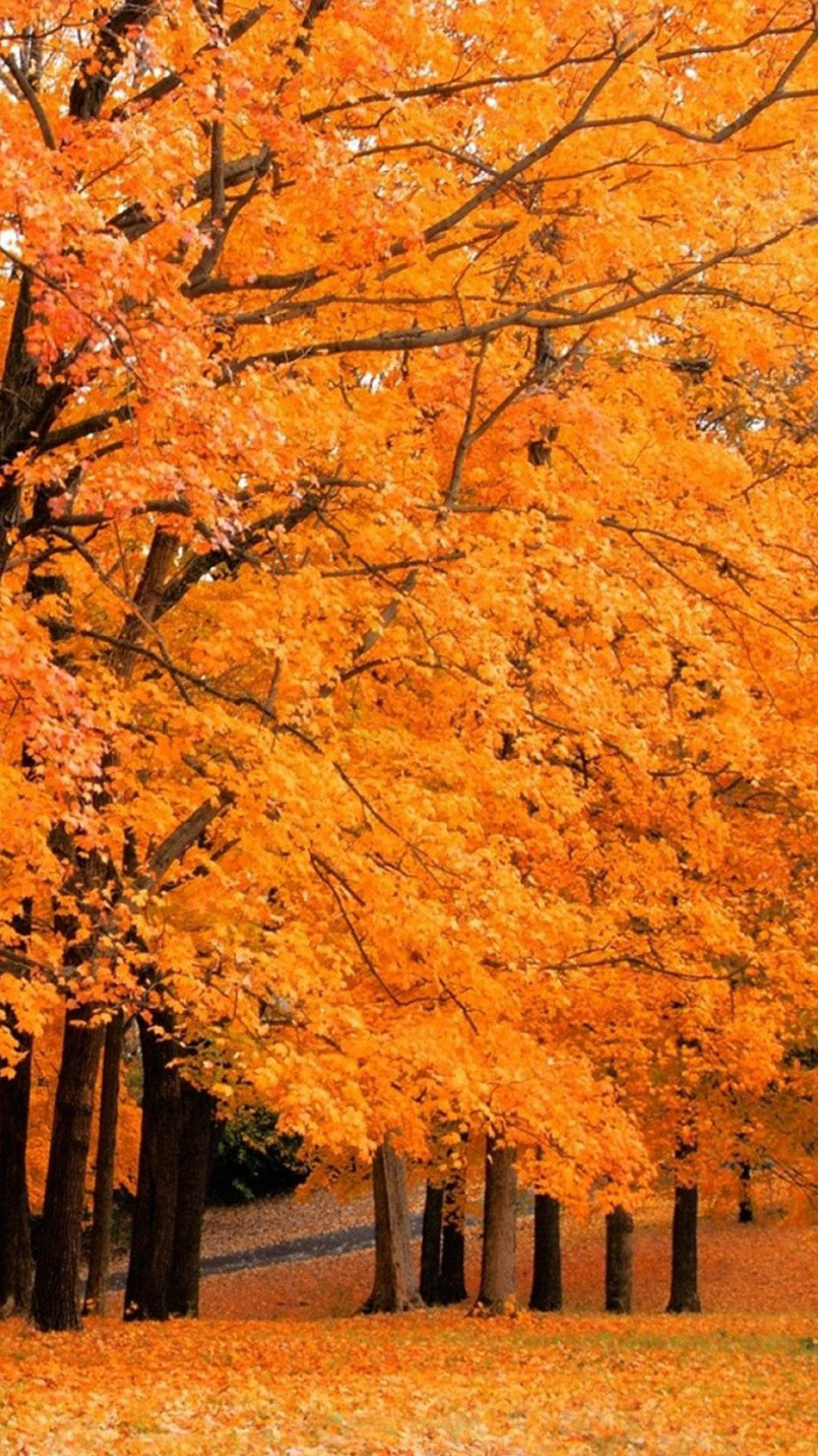 Gingko Tree Fall IPhone Wallpaper