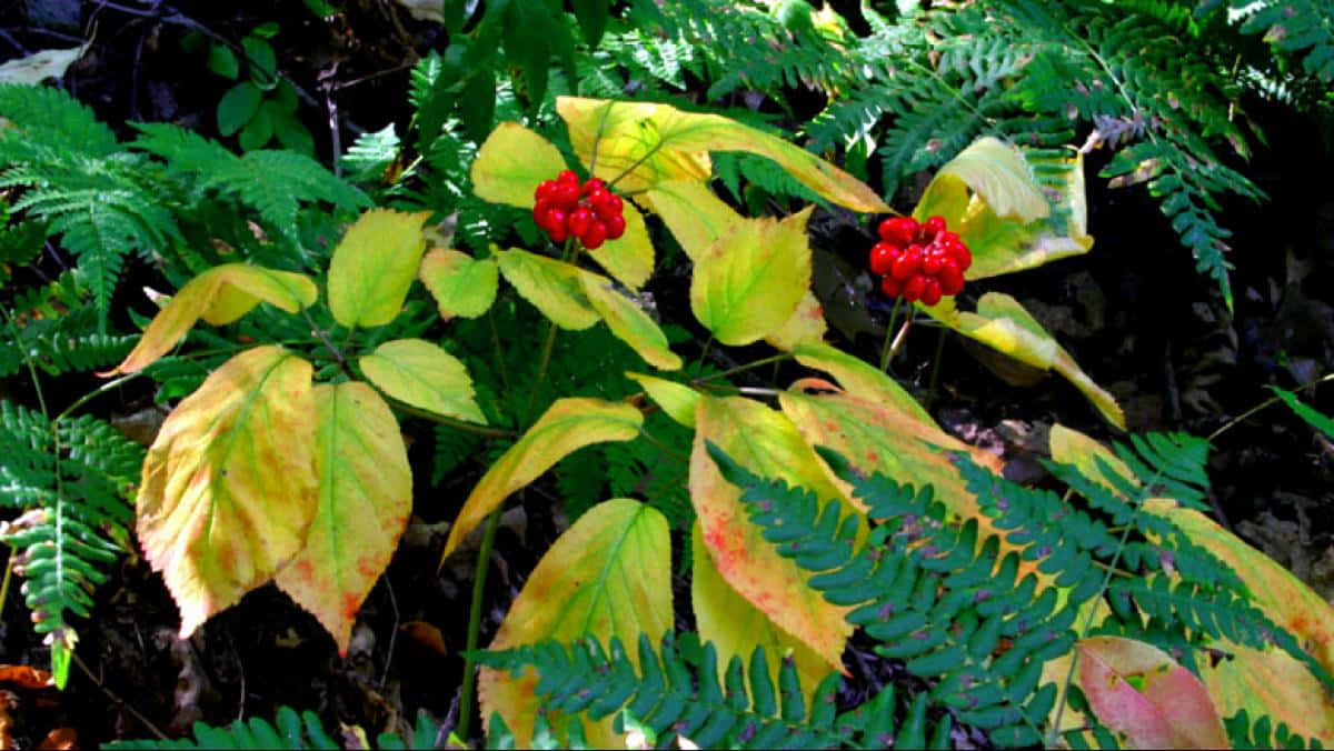 A Yellow And Red Plant With Ferns And Leaves