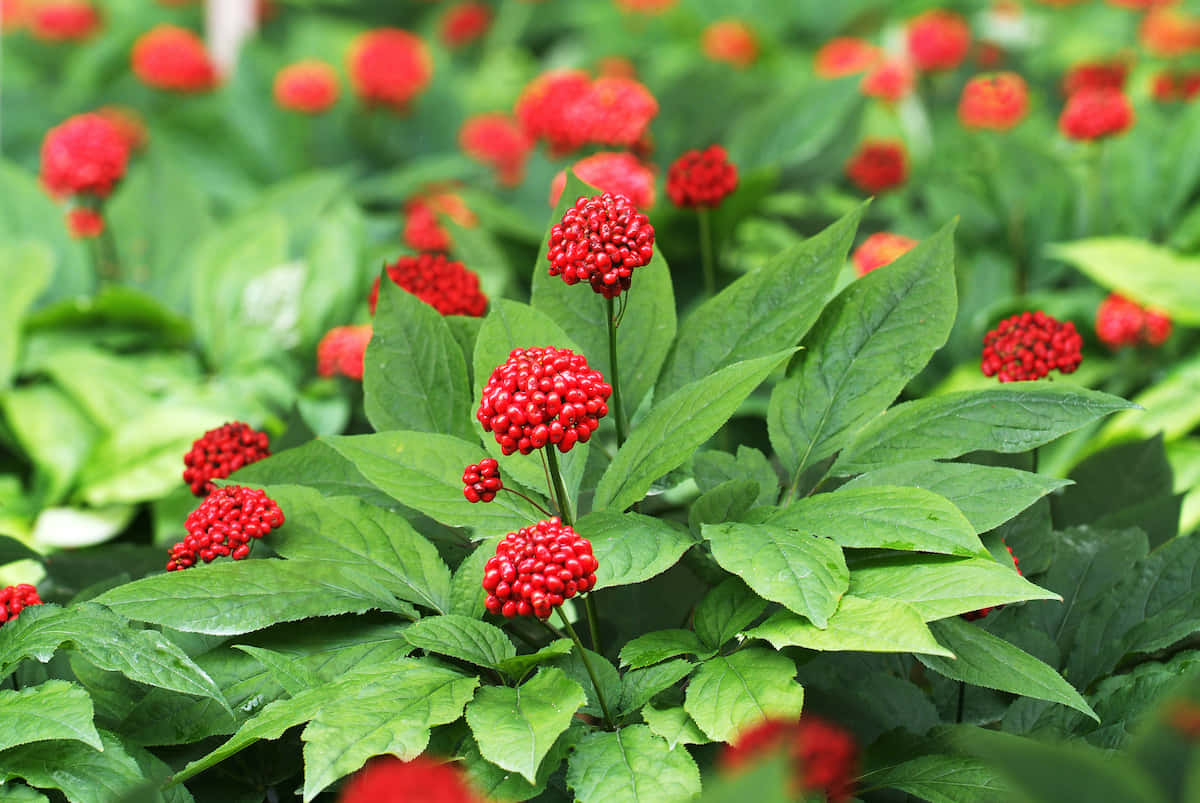 A Garden With Red Flowers And Green Leaves