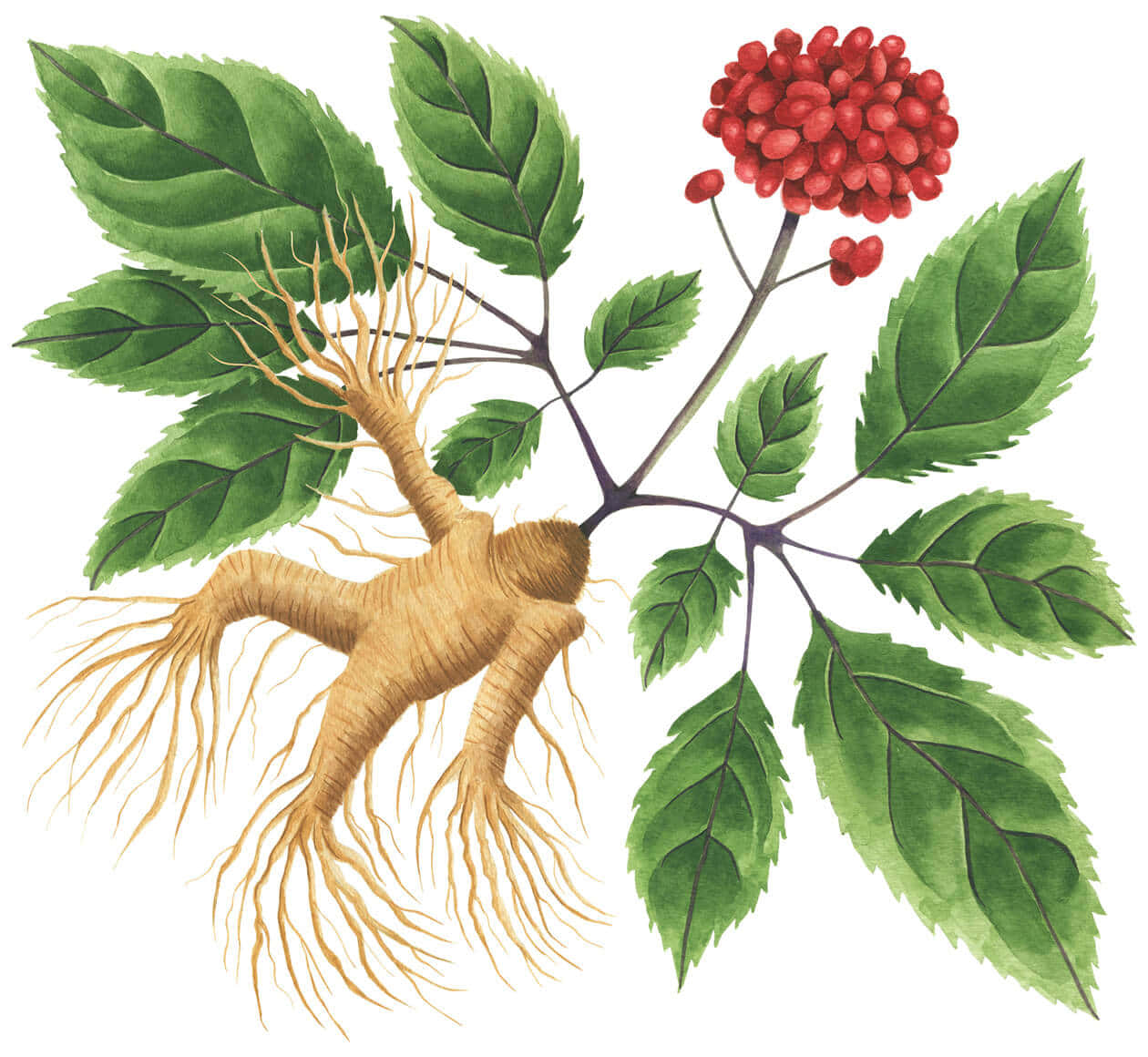 A Drawing Of A Ginseng Plant With Red Berries