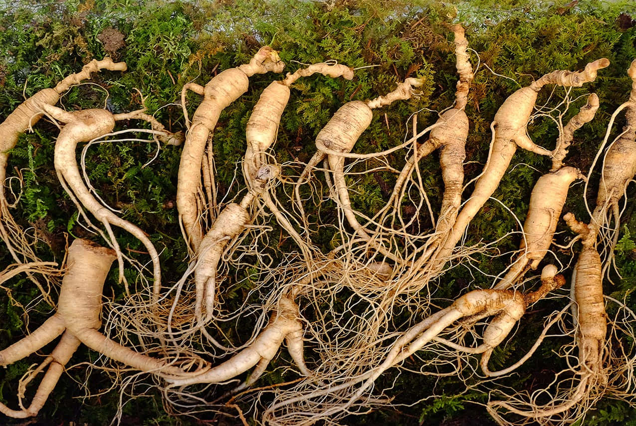 A healthy Ginseng Plant