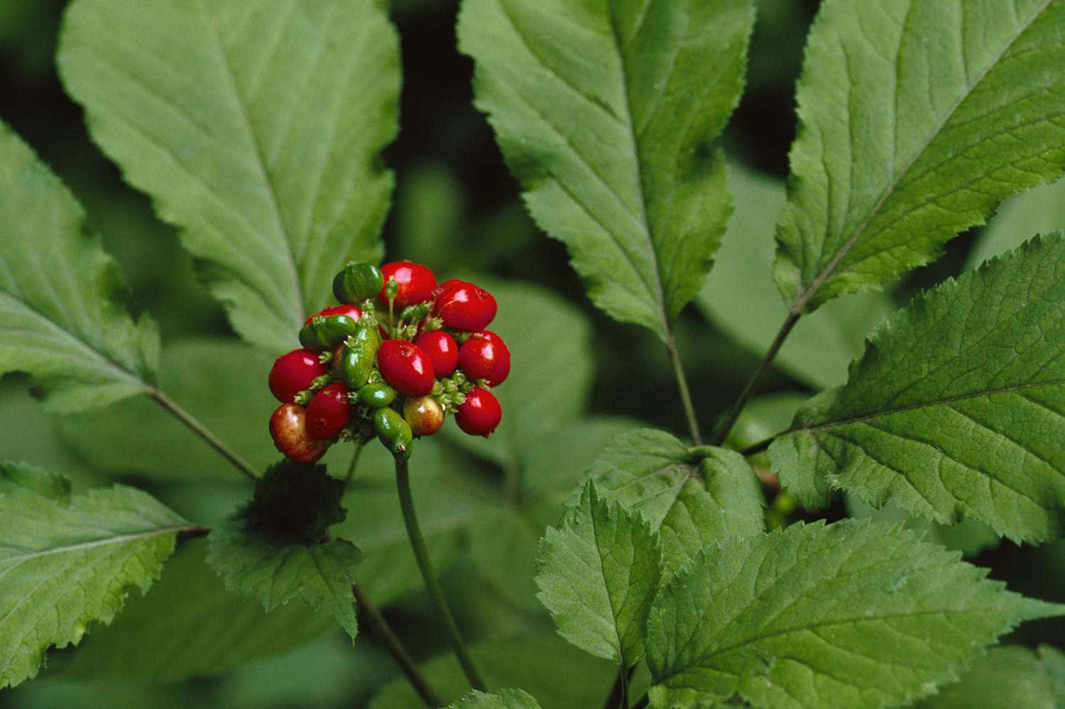 A Ginseng Plant Growing in Nature