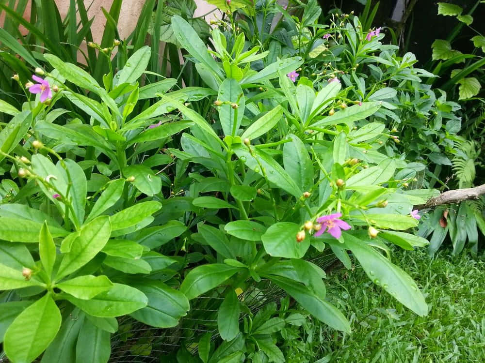 Enväxt Med Lila Blommor I Trädgården