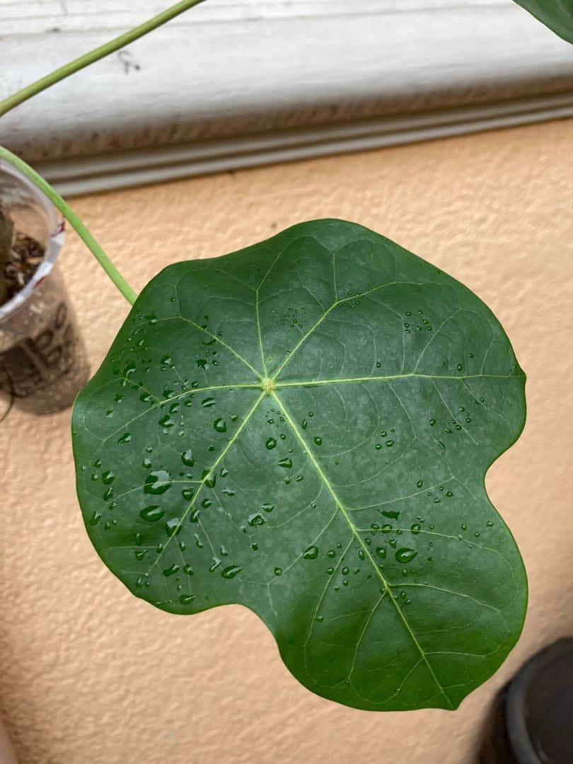 A Plant With A Leaf With Water Droplets On It