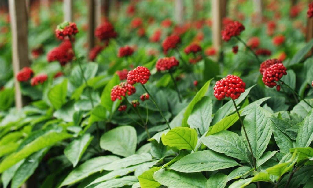 a garden with red flowers and green leaves