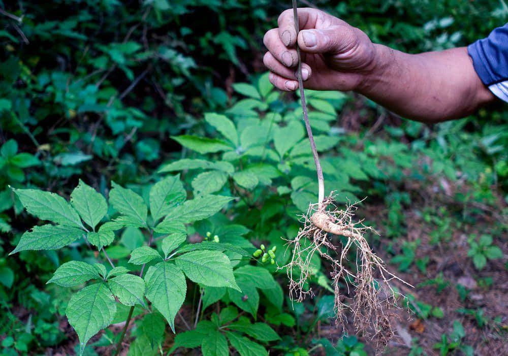 A Man Holding A Plant With Roots In It
