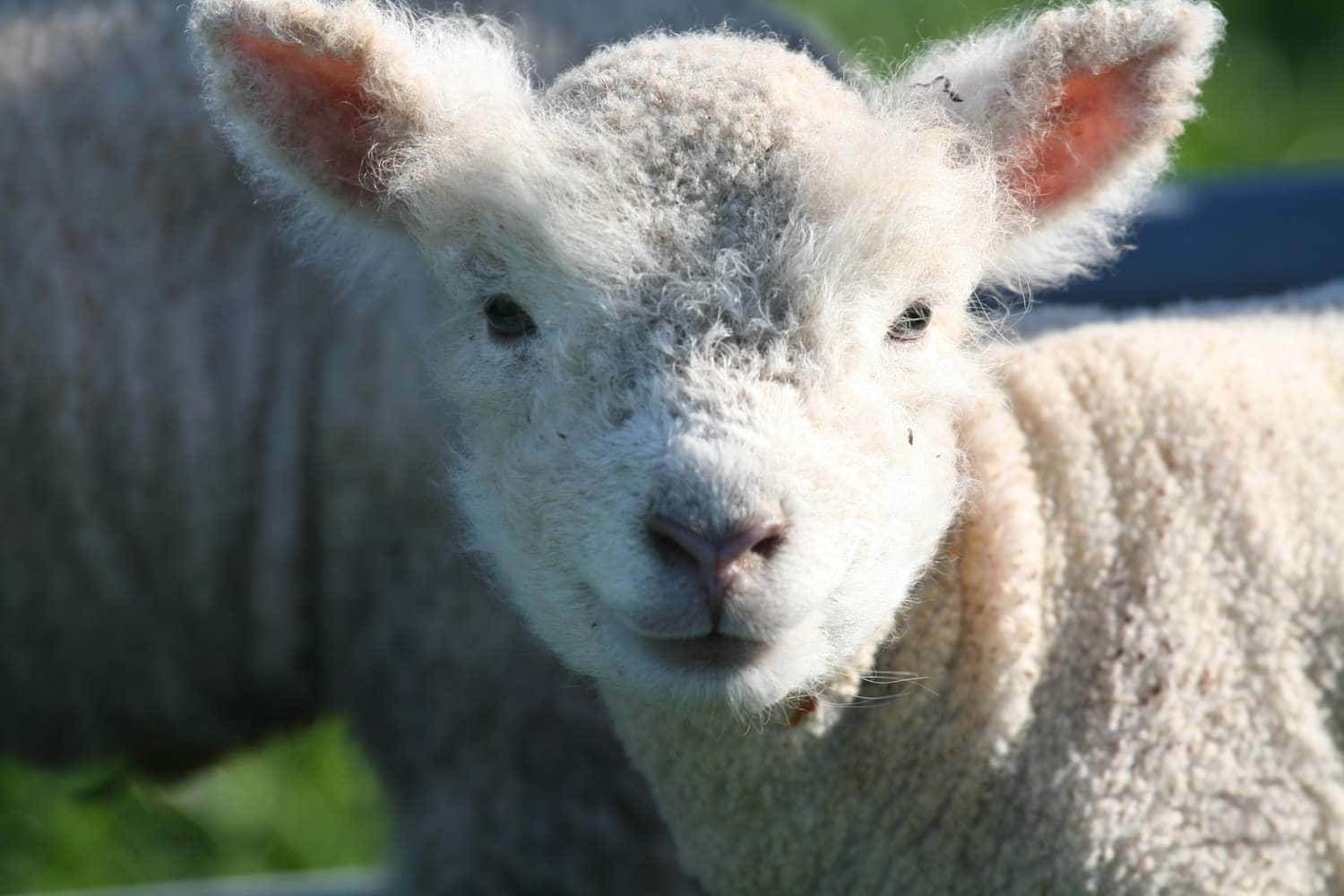 Giovanepecorella Giocosa Che Si Diverte In Verdi Pascoli.