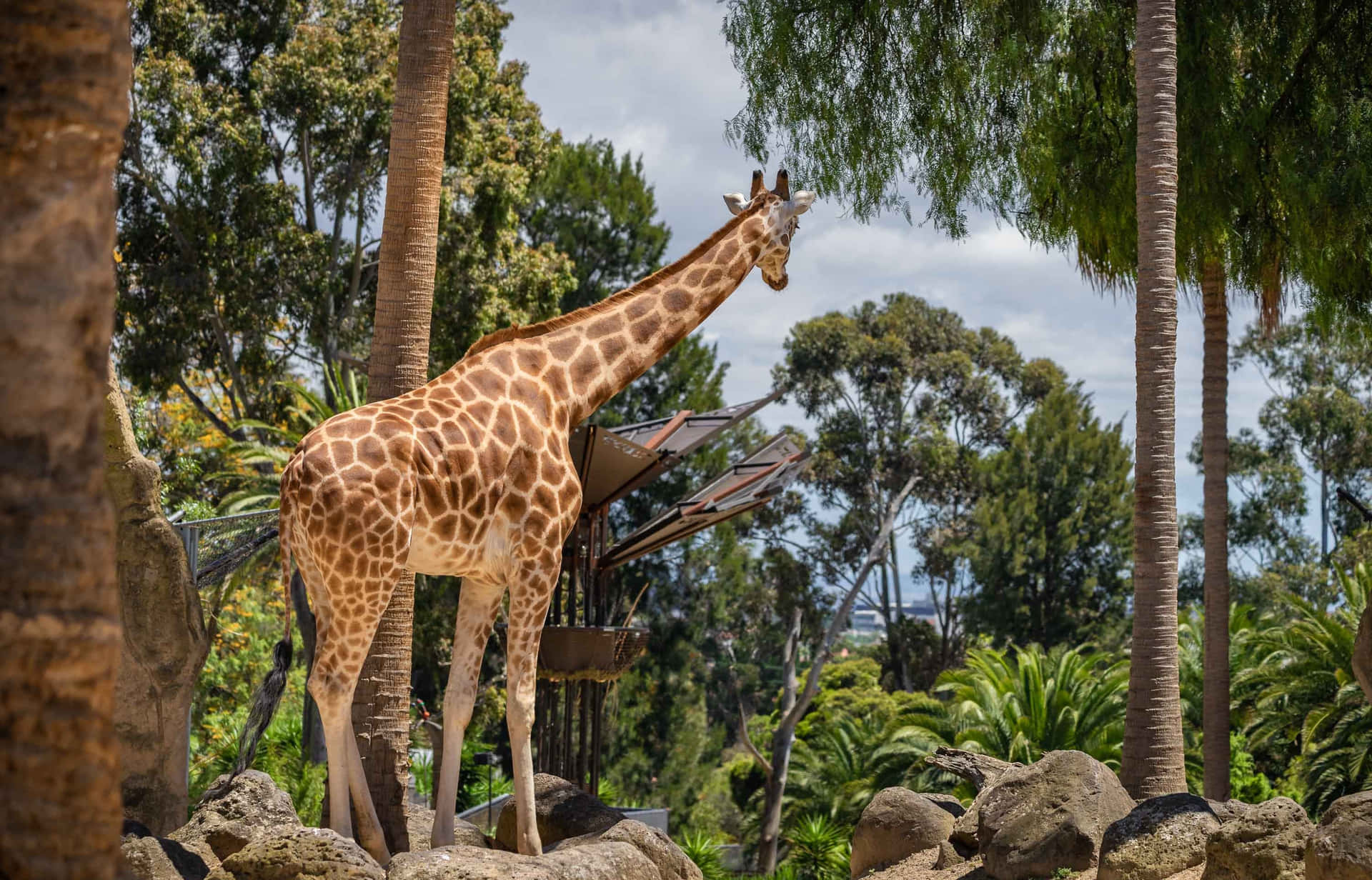 Giraffe Amongst Palms Melbourne Zoo Wallpaper