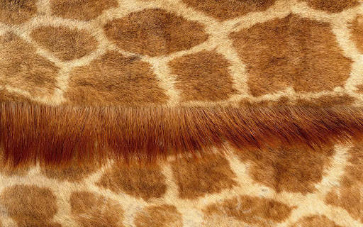Close-Up View of Exquisitely Patterned Giraffe Fur Wallpaper