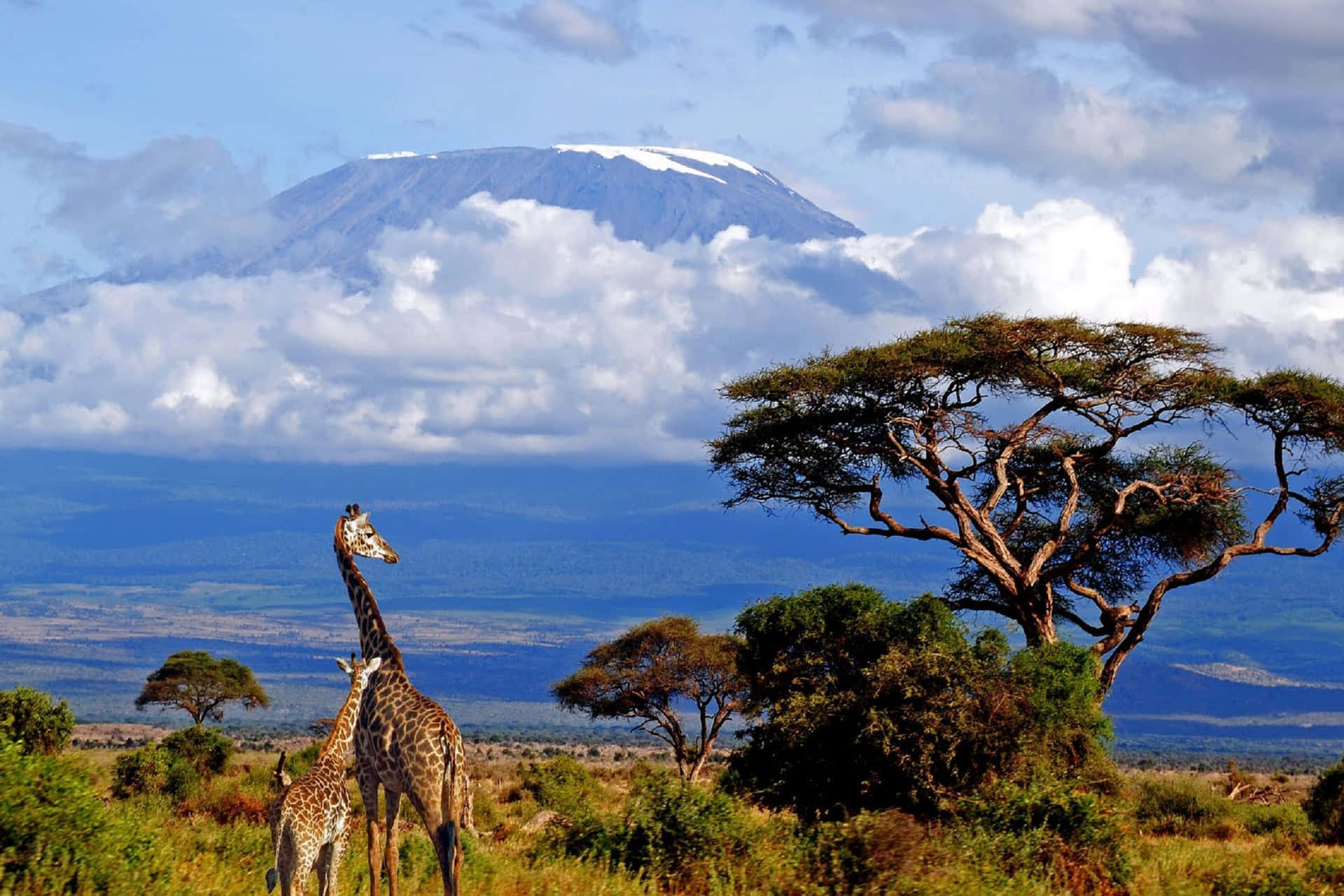 Giraffe ved Mount Kilimanjaro tapet Wallpaper