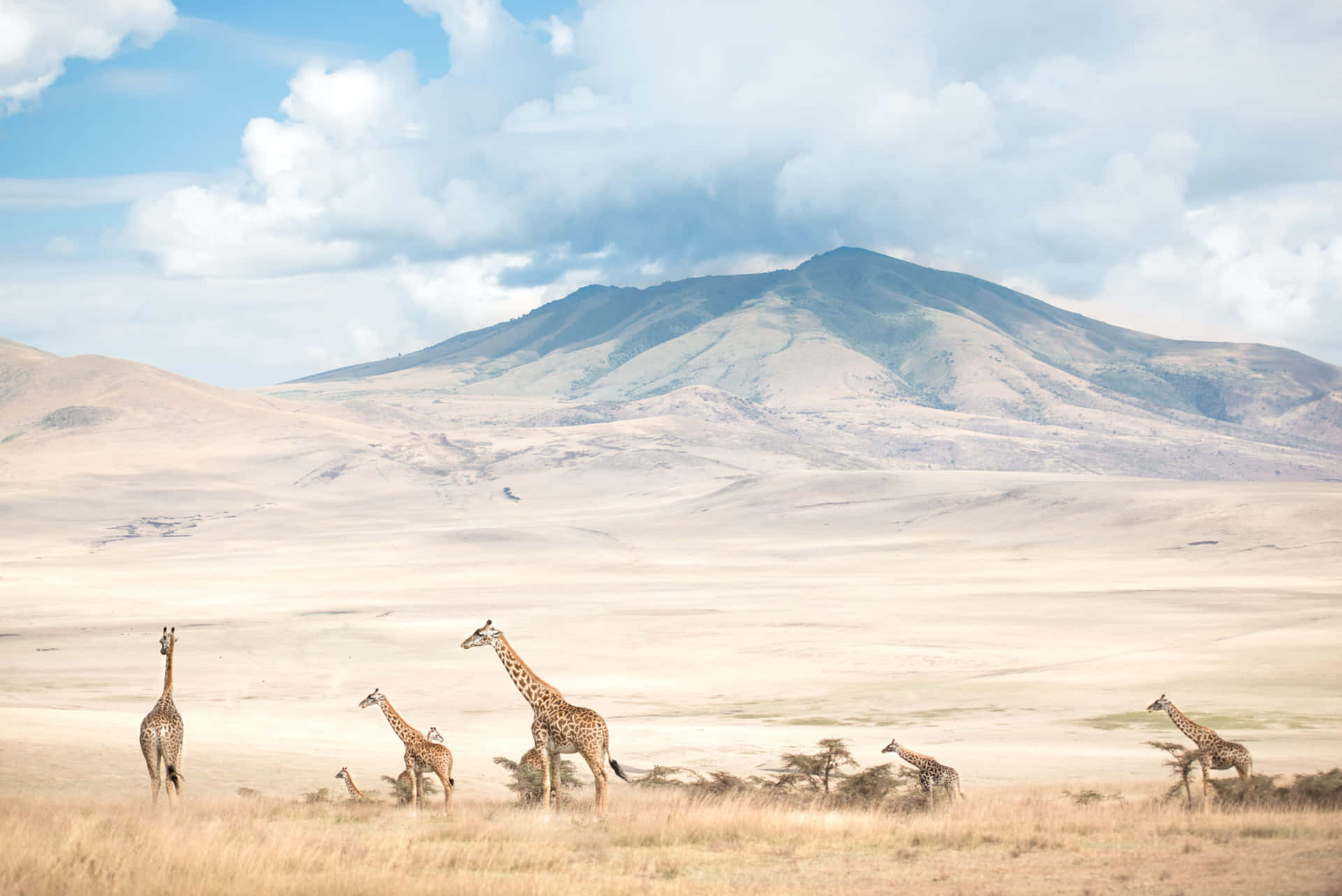 Giraffaal Lago Magadi Del Cratere Di Ngorongoro Sfondo