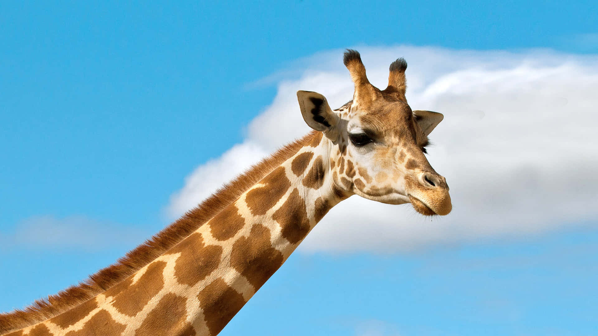Billedeaf En Mild Kæmpe - En Afslappet Giraf Stirrer Ud I Det Fjerne.