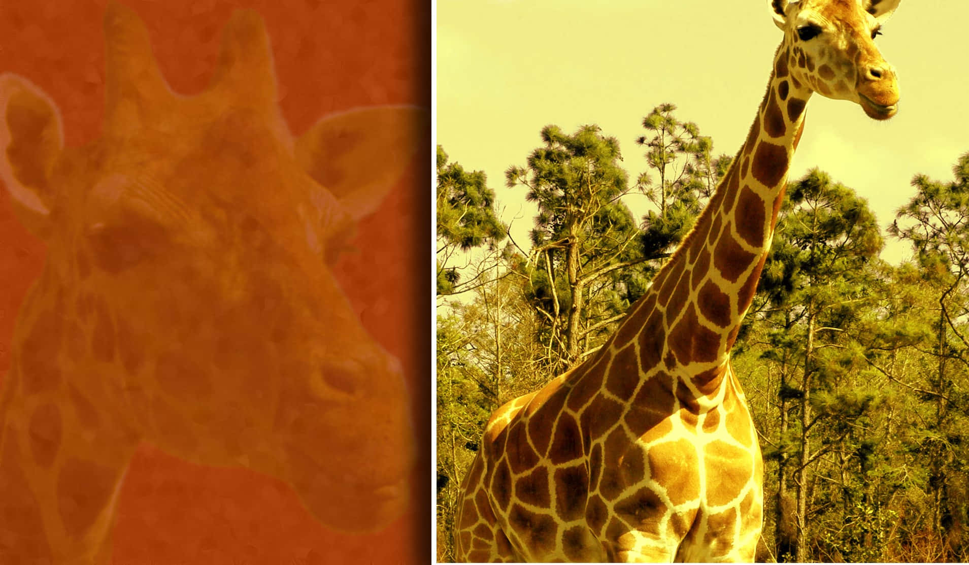 "A massive Giraffe in its natural habitat"