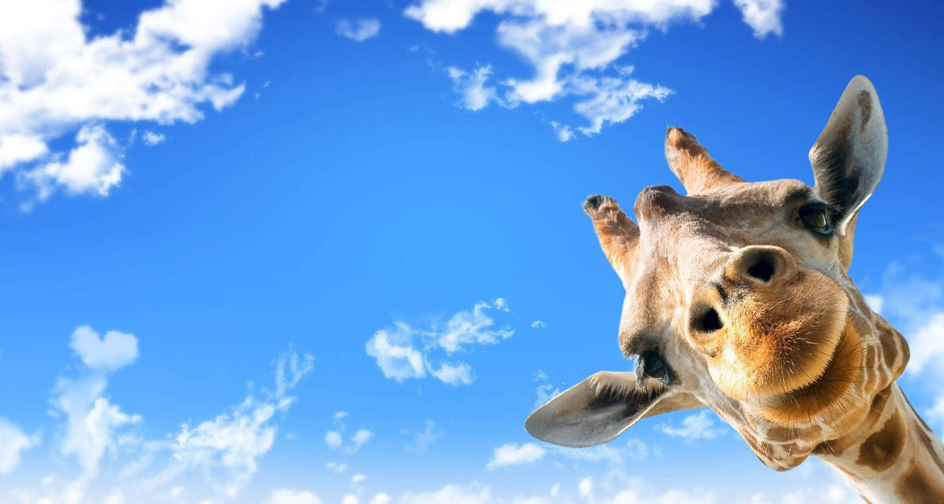 A majestic, long-necked giraffe looks up at the bright blue sky