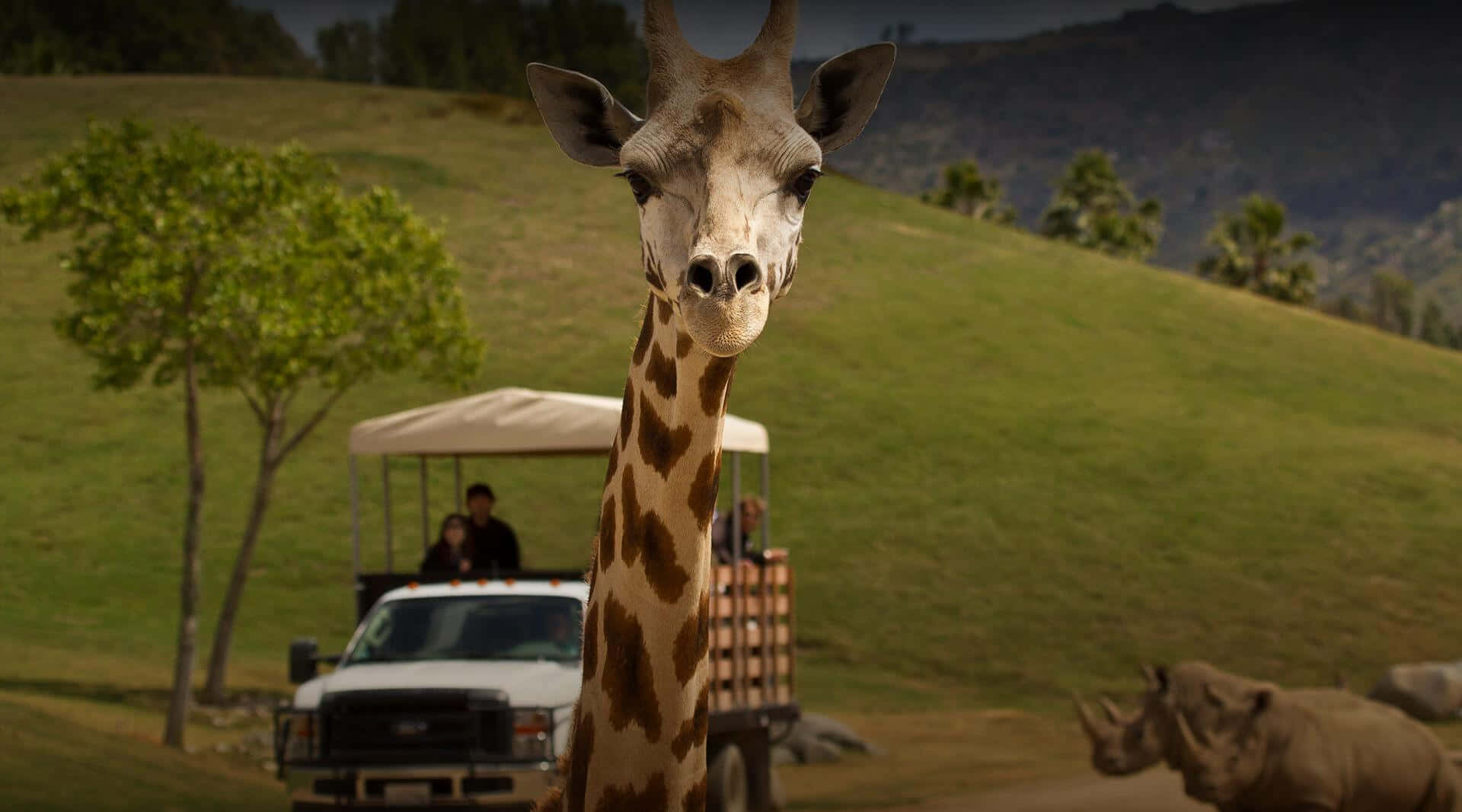 Disfrutala Serena Belleza De Una Paisaje De La Sabana Africana, Que Muestra Al Majestuoso Animal Salvaje: La Jirafa.