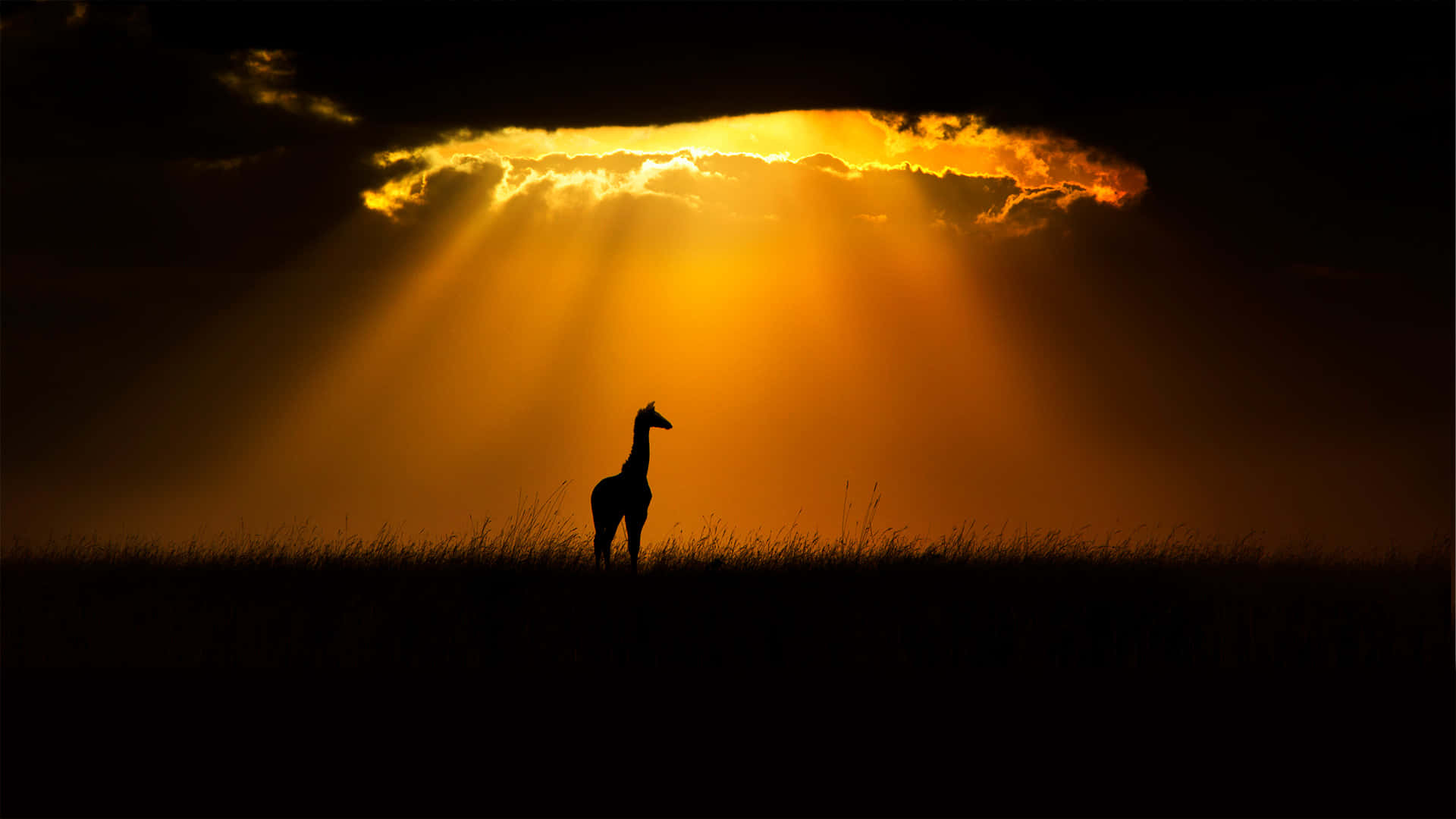 Majestic Giraffe Staring Into The Sunset