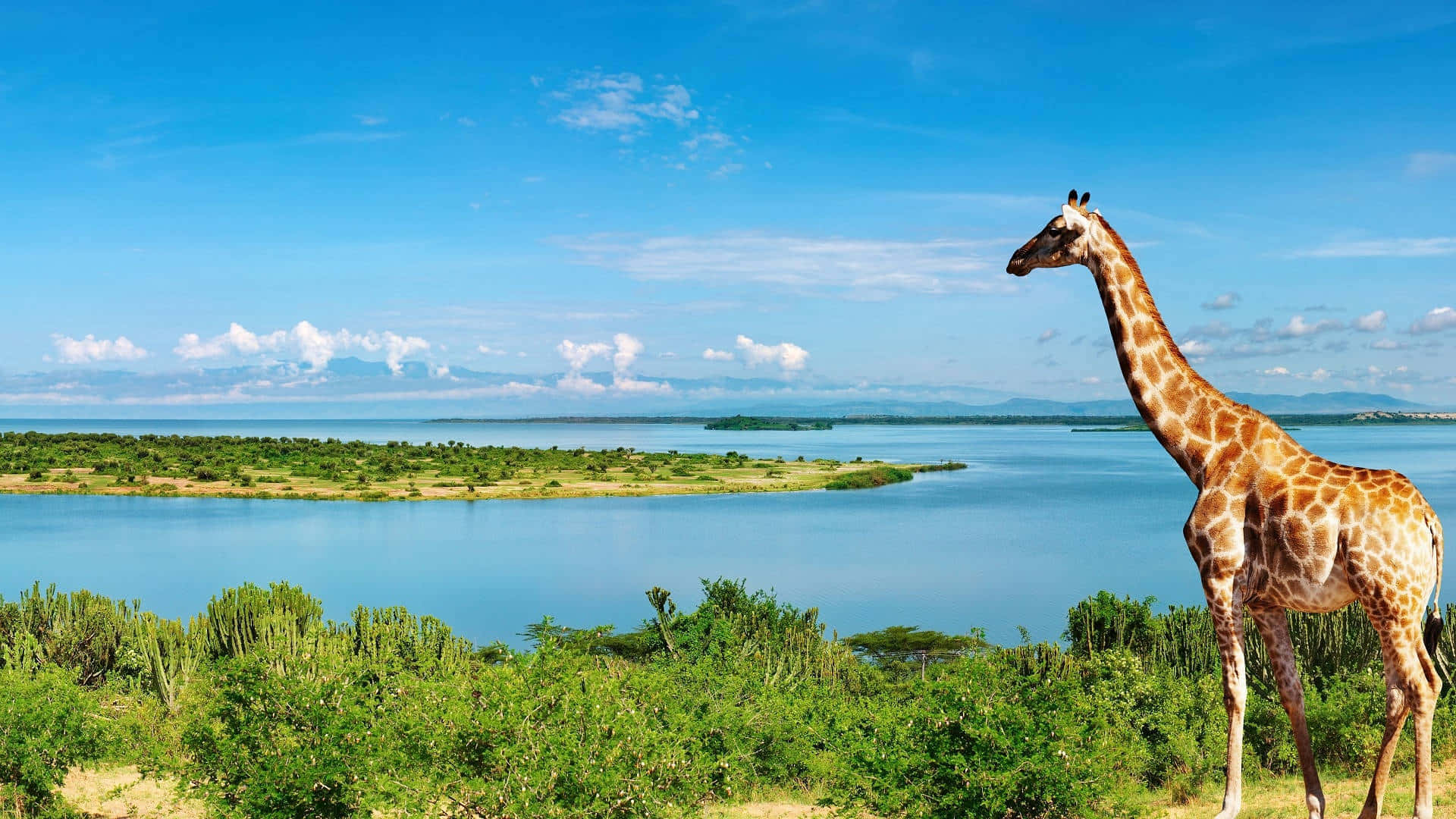 A curious giraffe gazing into the distance