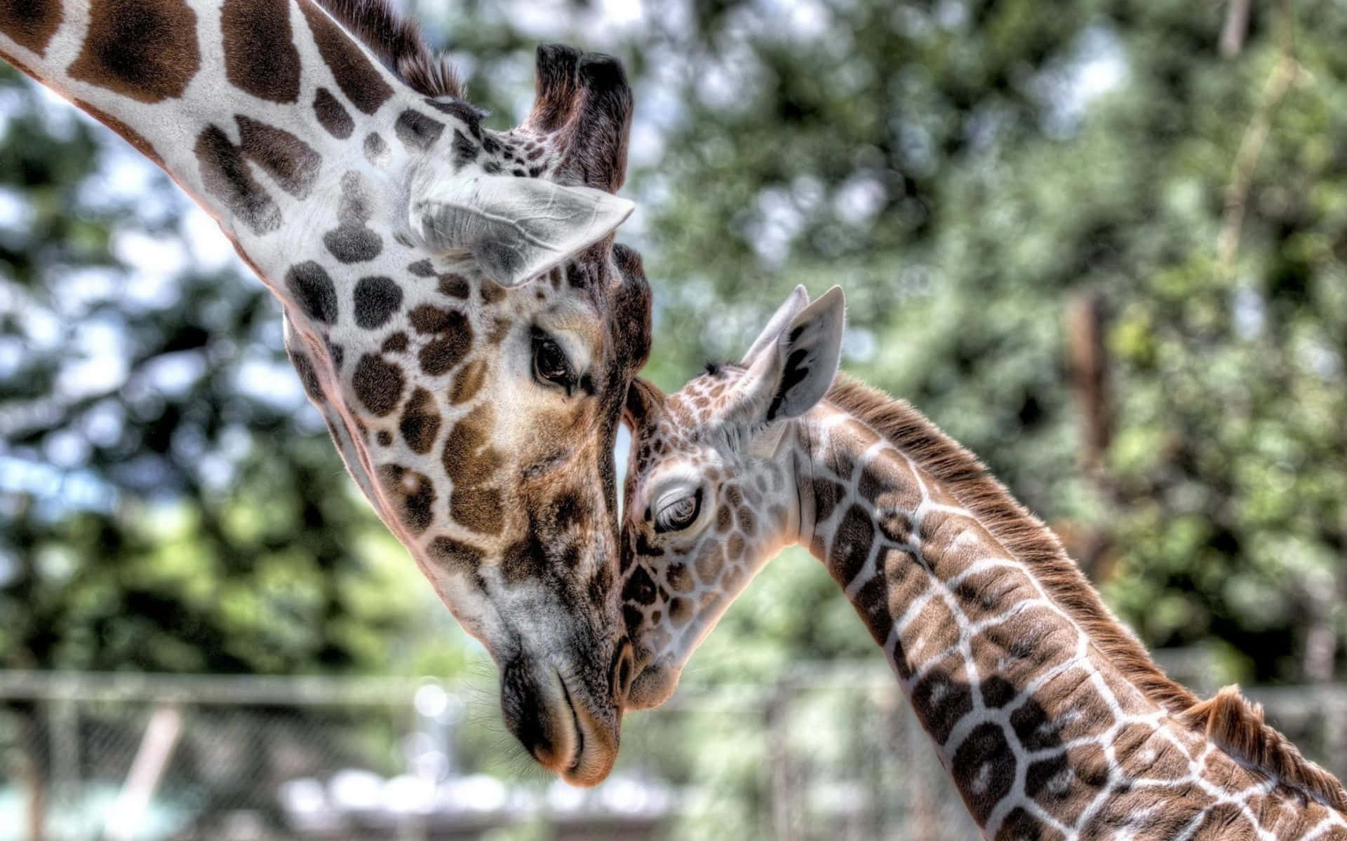 Enfantastisk Giraf Står Majestætisk Mod En Baggrund Af Afrikas Skyline.