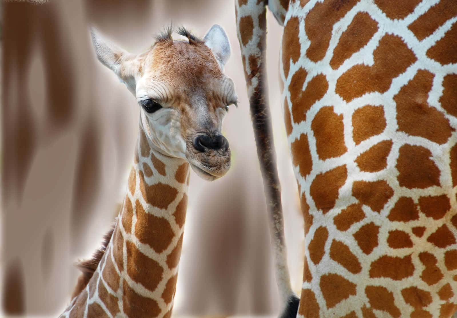 Einemajestätische Giraffe In Ihrem Natürlichen Lebensraum